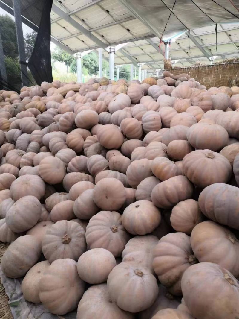 盘龙204全黄精品价格不贵质量很好