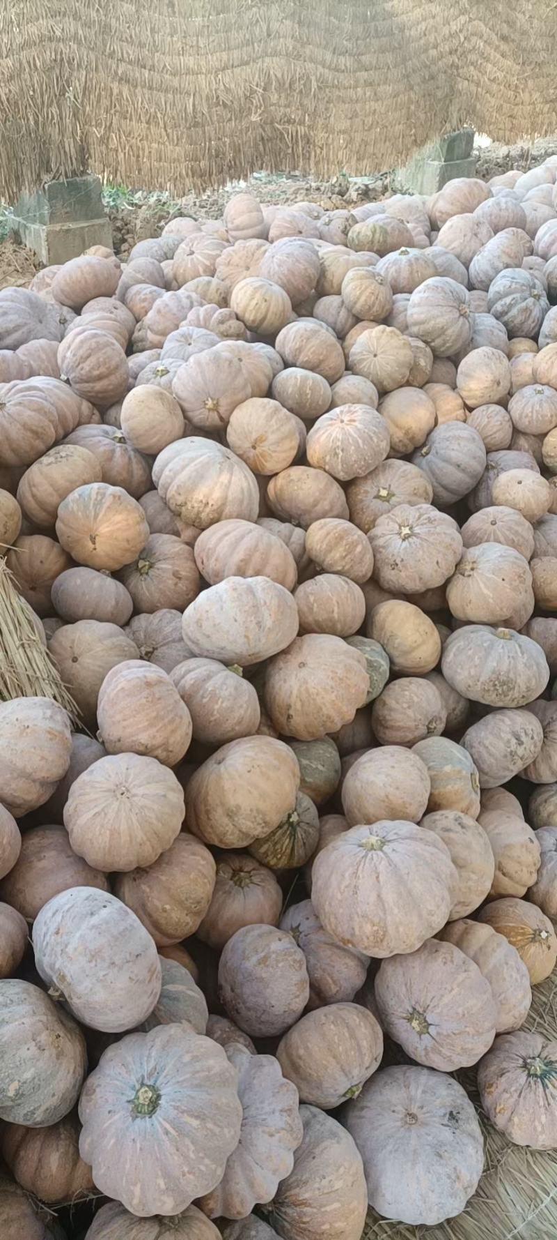 盘龙204全黄精品价格不贵质量很好
