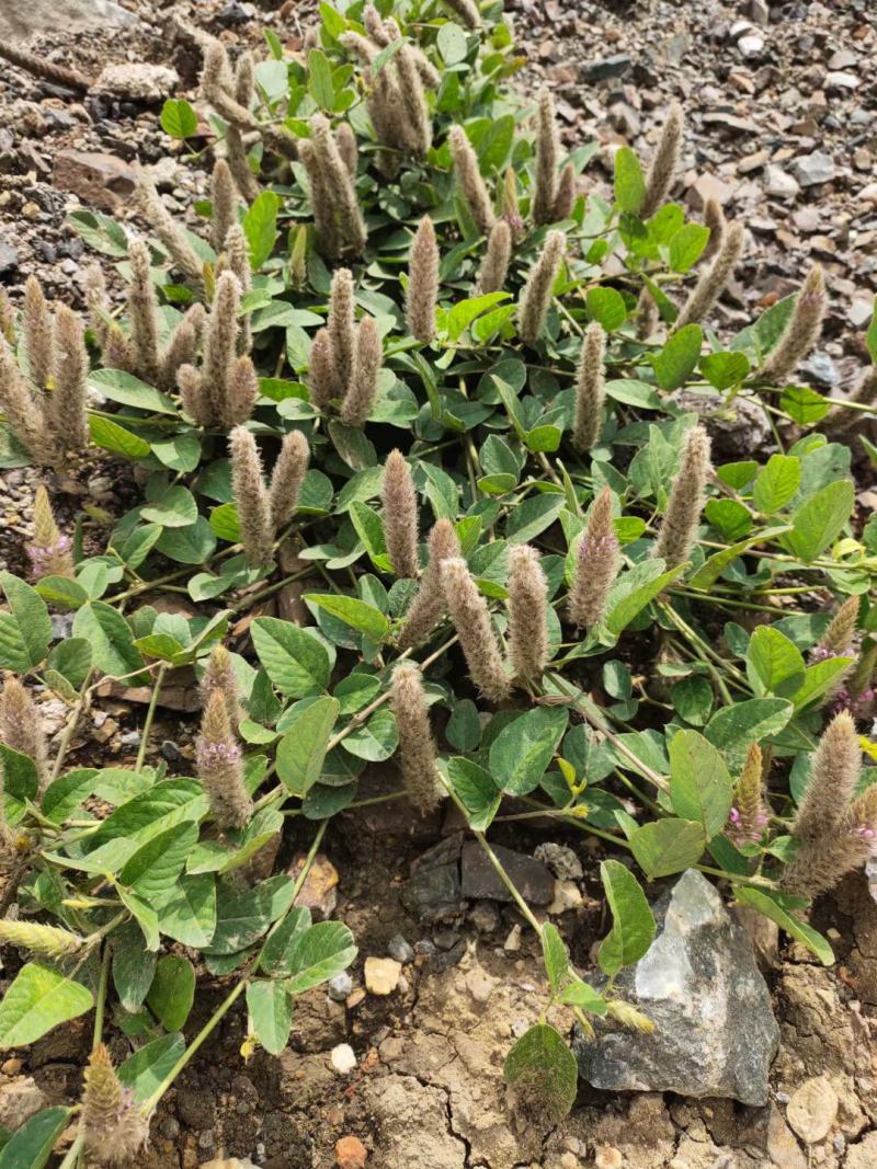 狸尾草干货