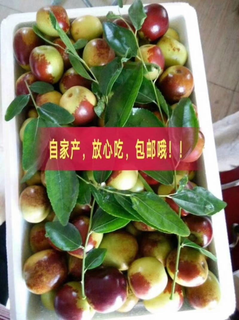 沾化大棚冬枣