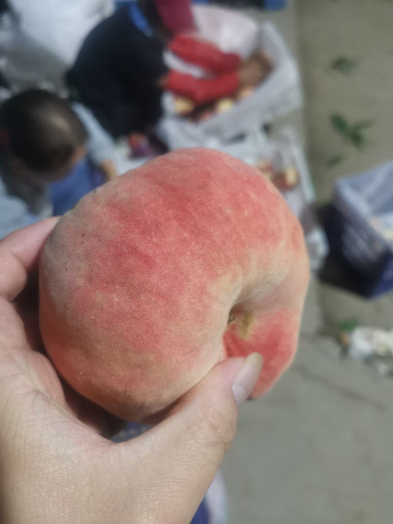瑞蟠21还有10万斤左右