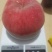 瑞蟠21还有10万斤左右
