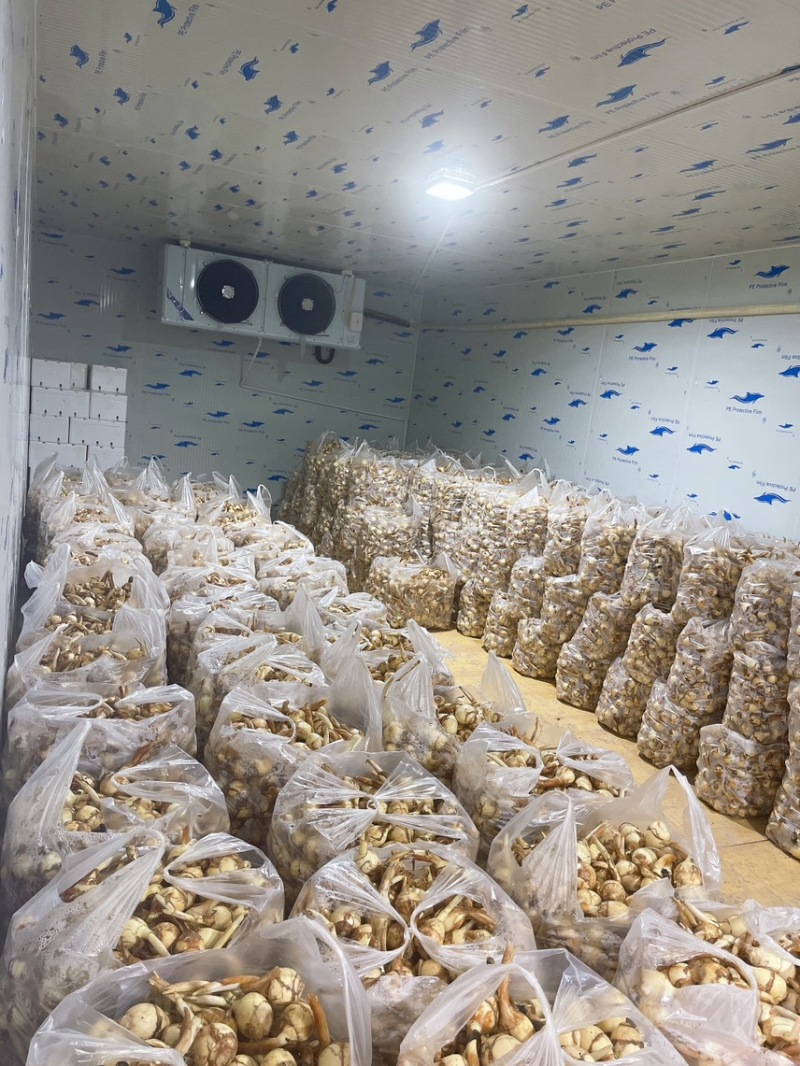 慈姑云南曲靖陆良宽叶慈姑，规格齐全，对接电商市场批发商