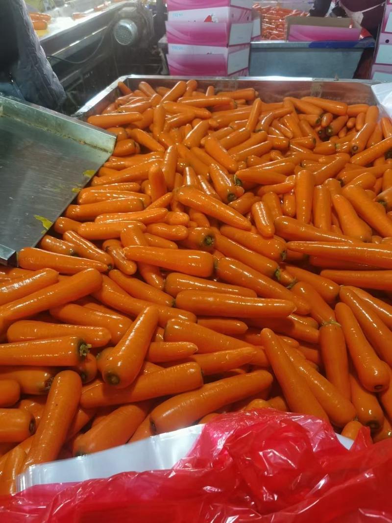 陕西胡萝卜三红胡萝卜带土胡萝卜量大优惠保质保量