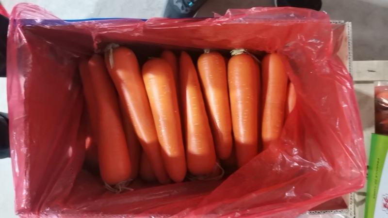 陕西胡萝卜三红胡萝卜带土胡萝卜量大优惠保质保量