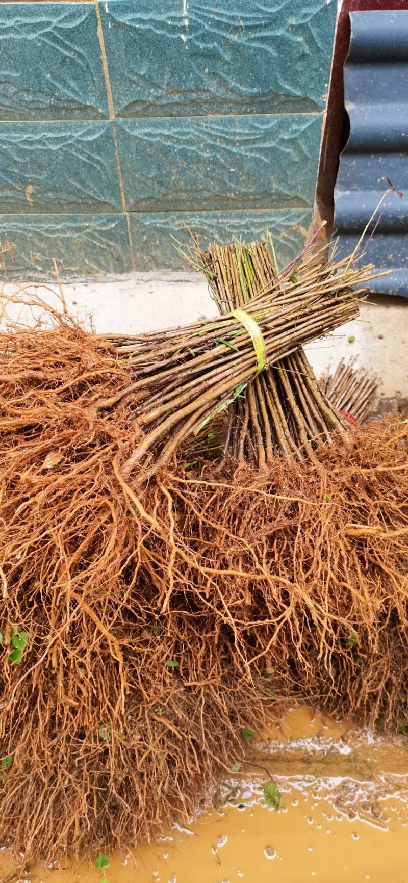 批发毛桃苗桃芽苗毛桃占地苗毛桃幼苗毛桃实生小苗桃树砧木苗