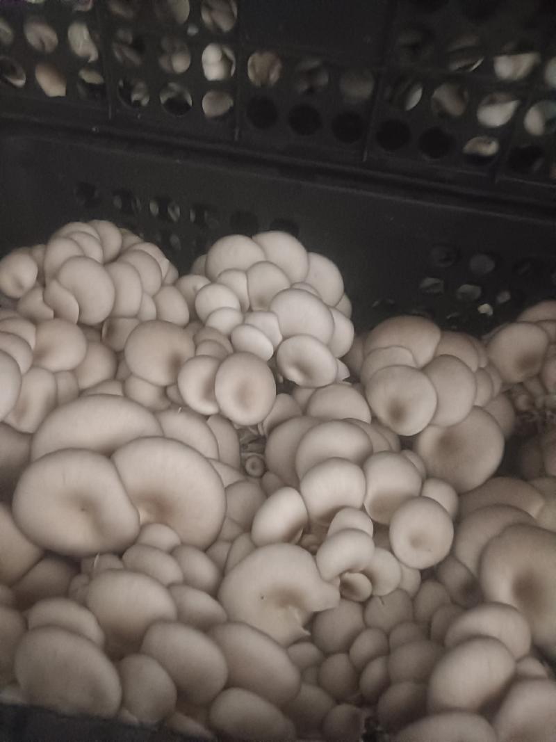 蘑菇大量供应