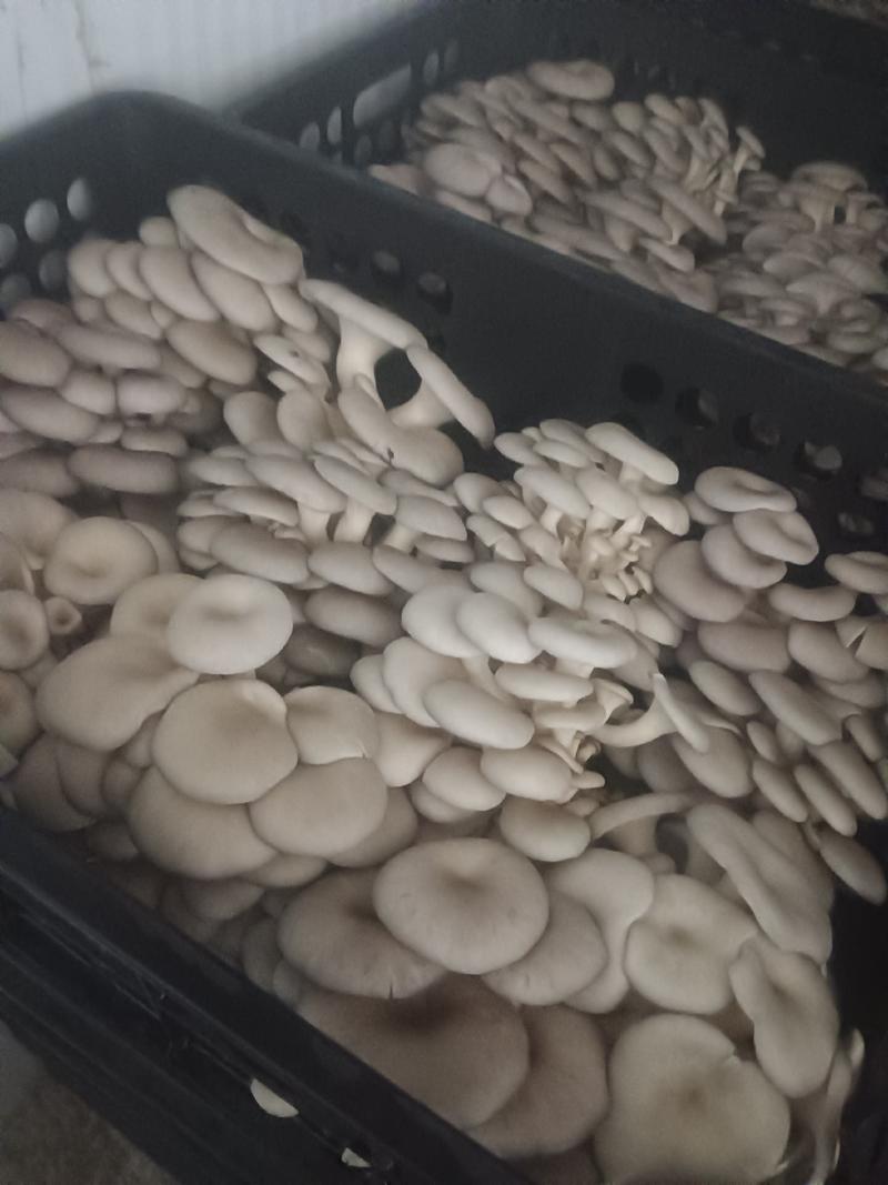 蘑菇大量供应