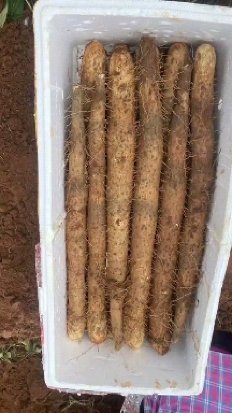 广西白鬼山药，新货上市，粉，糯，规格齐全