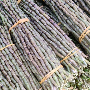 基地铁皮石斛批发