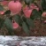 绥中韩富士苹果