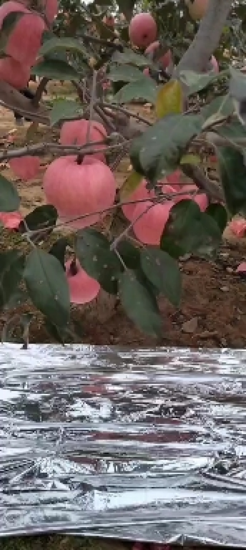 绥中韩富士苹果