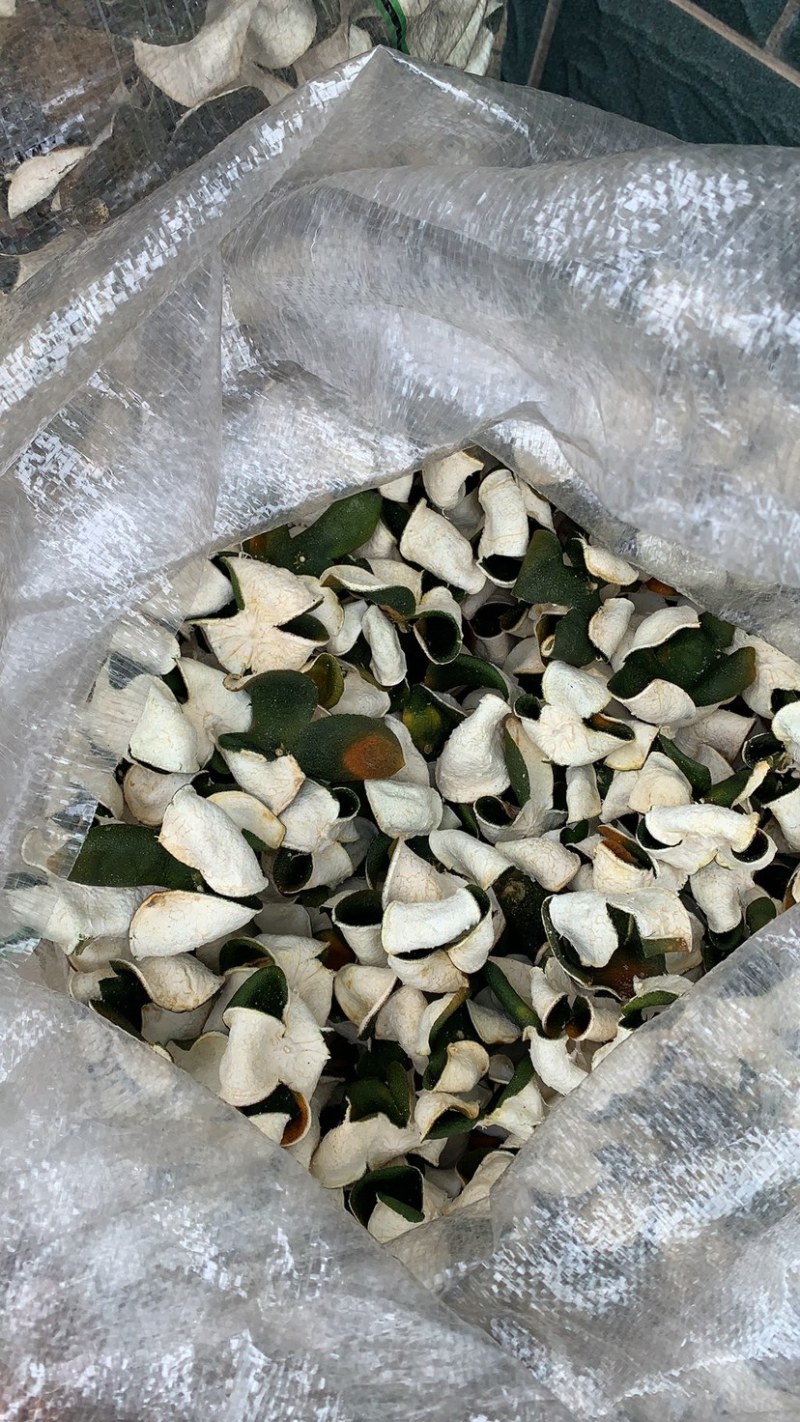 三花青皮