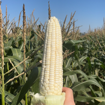 万糯2000鲜玉米🌽无虫、颗粒满、供：超市、电商等