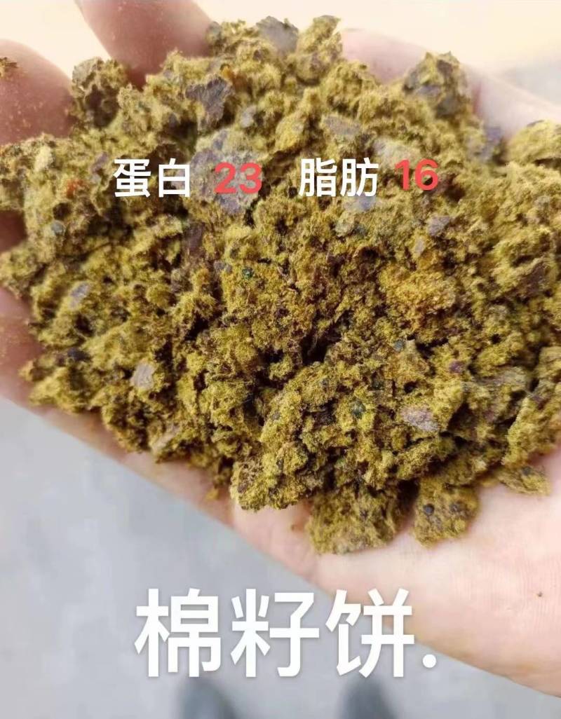 新疆棉籽饼