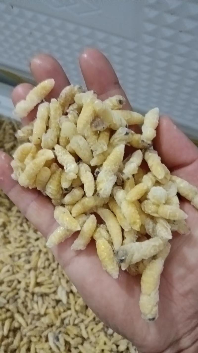 树蜂一级二级，一二级混合蜂蛹各种规格都有，欢迎咨询