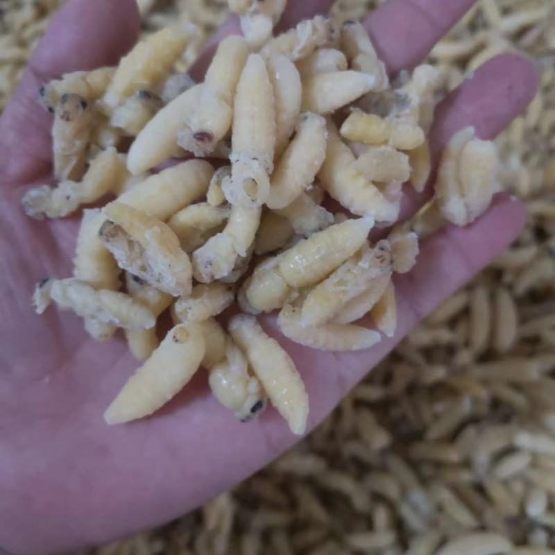 树蜂一级二级，一二级混合蜂蛹各种规格都有，欢迎咨询