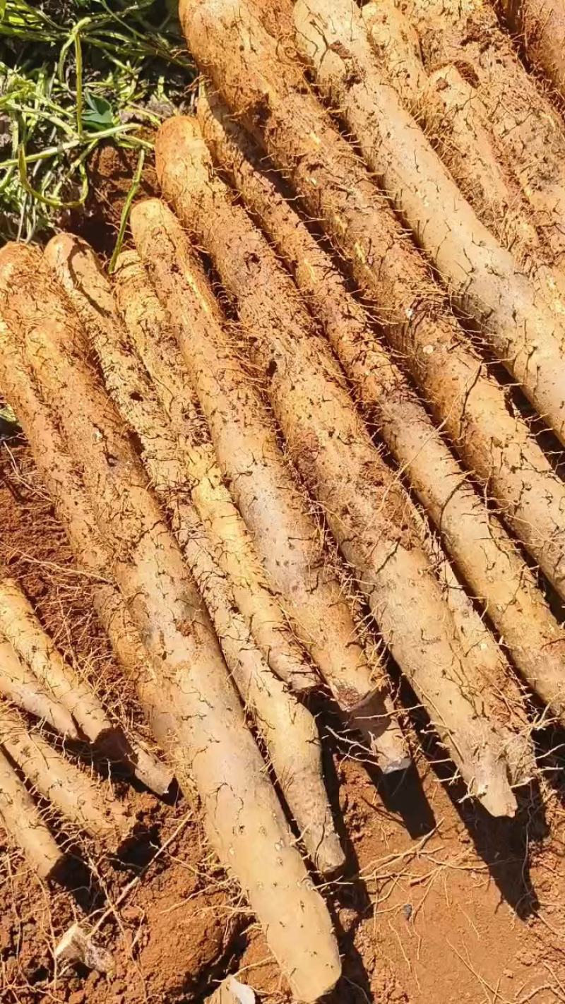 广西白鬼山药，黑鬼大量上市了，可供市场，社区团购，电商，