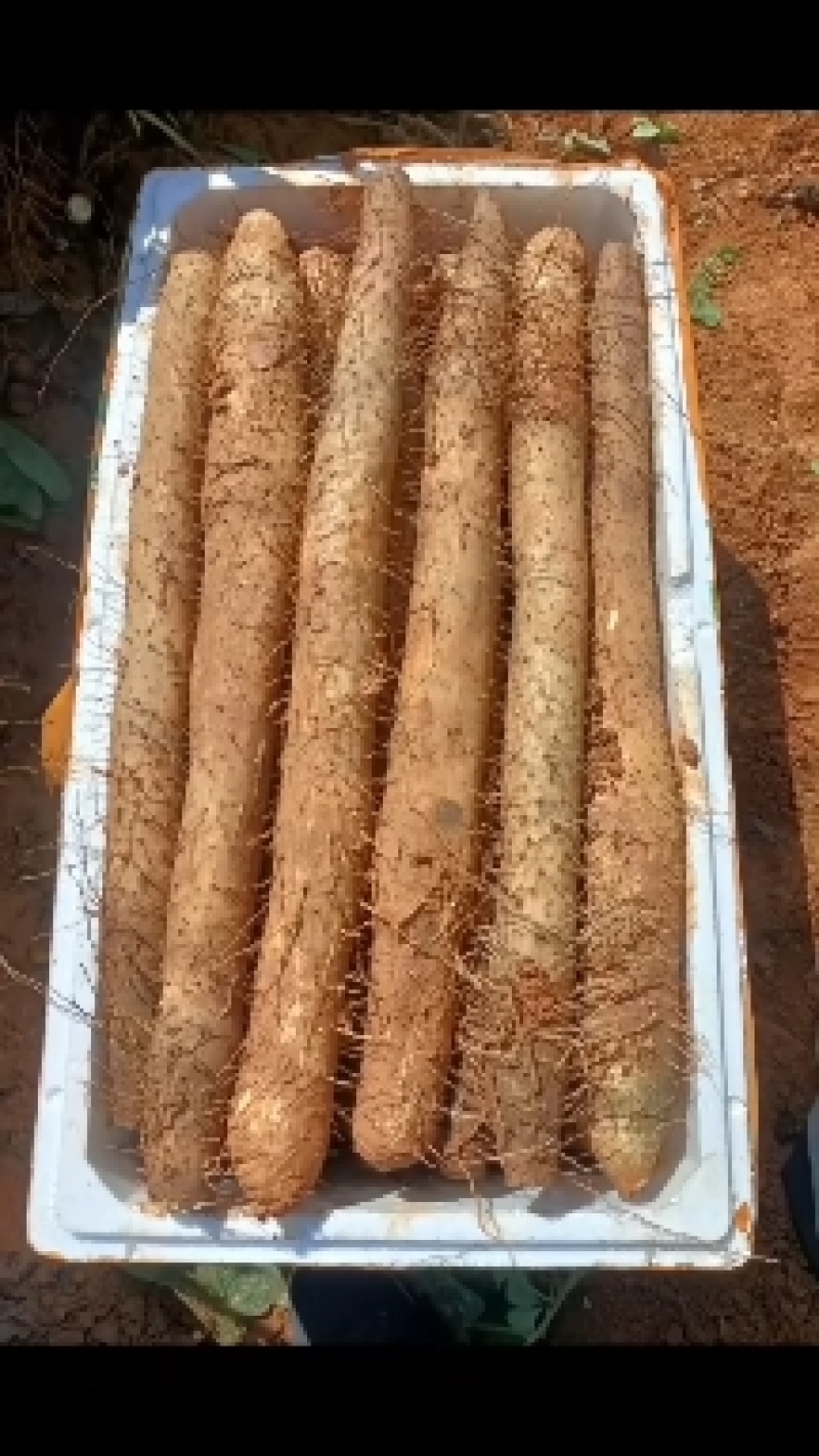 广西白鬼山药，黑鬼大量上市了，可供市场，社区团购，电商，