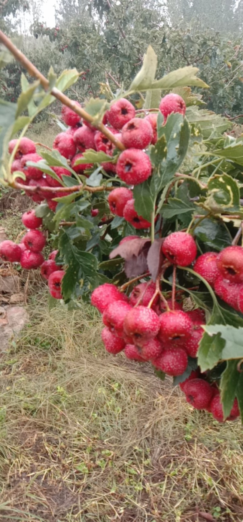 甜红子山楂，自家种植大量，欢迎优质批发商