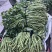 正宗博白空心菜可大量现货商品空心菜旱改水项目菜种