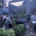 正宗博白空心菜可大量现货商品空心菜旱改水项目菜种