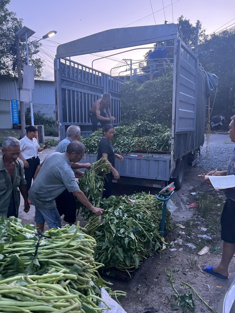 正宗博白空心菜可大量现货商品空心菜旱改水项目菜种
