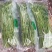 正宗博白空心菜可大量现货商品空心菜旱改水项目菜种