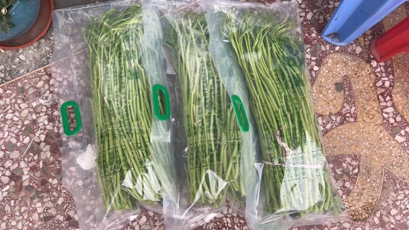 正宗博白空心菜可大量现货商品空心菜旱改水项目菜种
