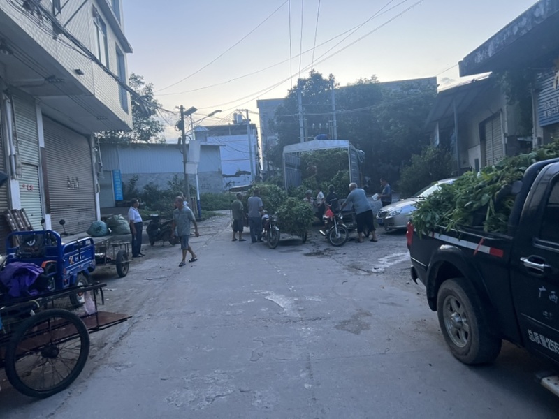 正宗博白空心菜可大量现货商品空心菜旱改水项目菜种
