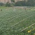 正宗博白空心菜可大量现货商品空心菜旱改水项目菜种