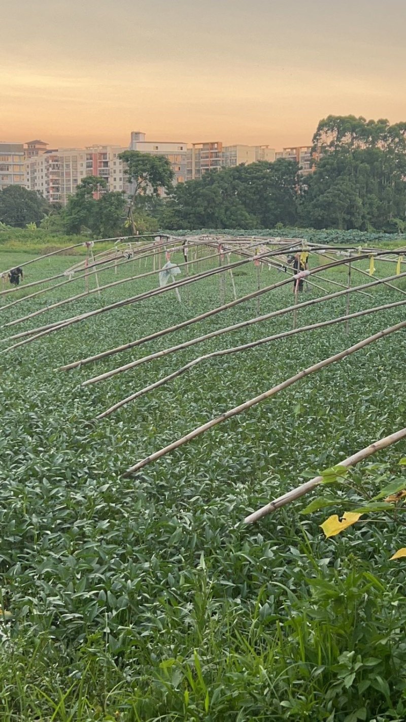 正宗博白空心菜可大量现货商品空心菜旱改水项目菜种