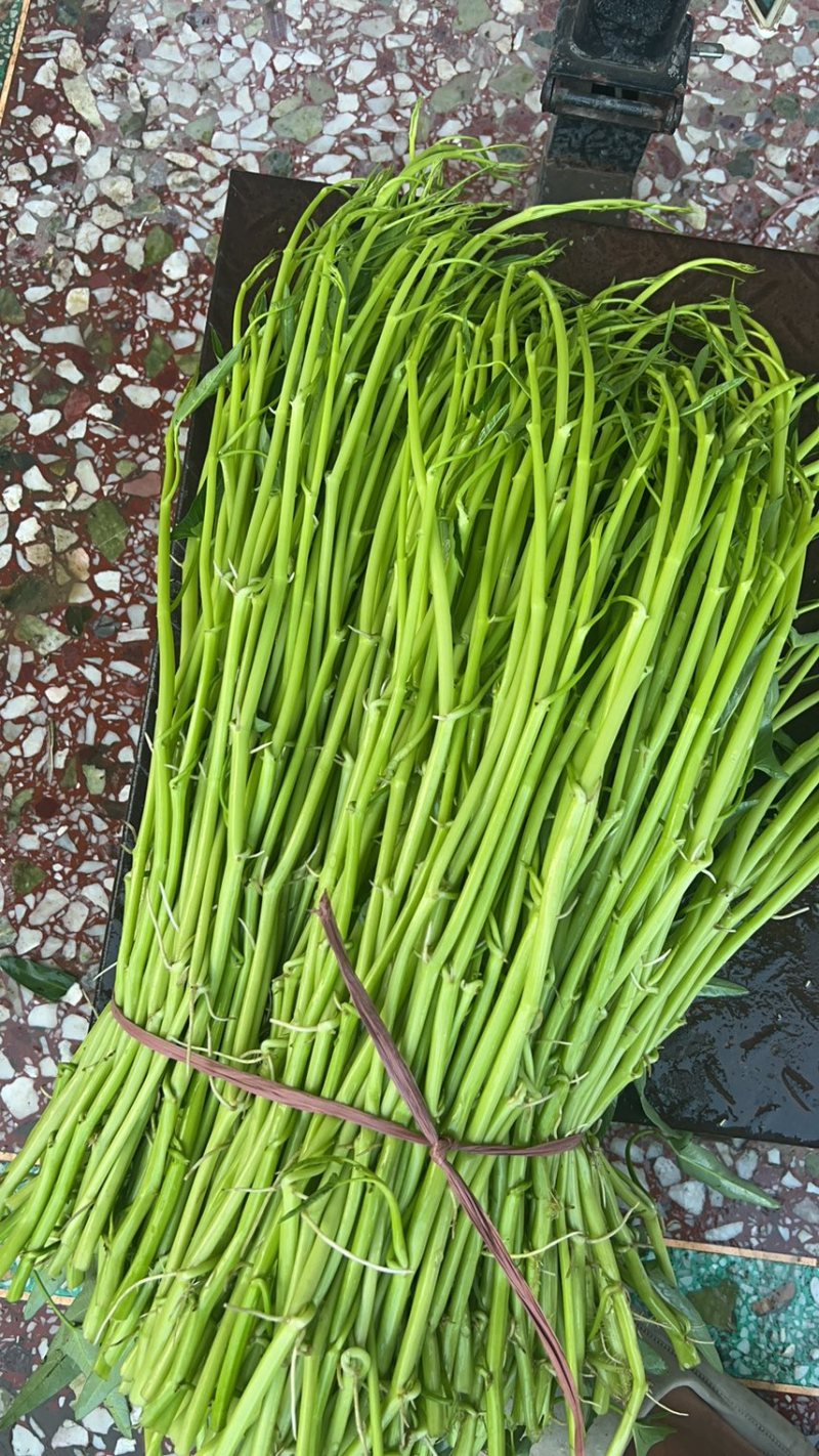 正宗博白空心菜可大量现货商品空心菜旱改水项目菜种