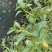 正宗博白空心菜可大量现货商品空心菜旱改水项目菜种