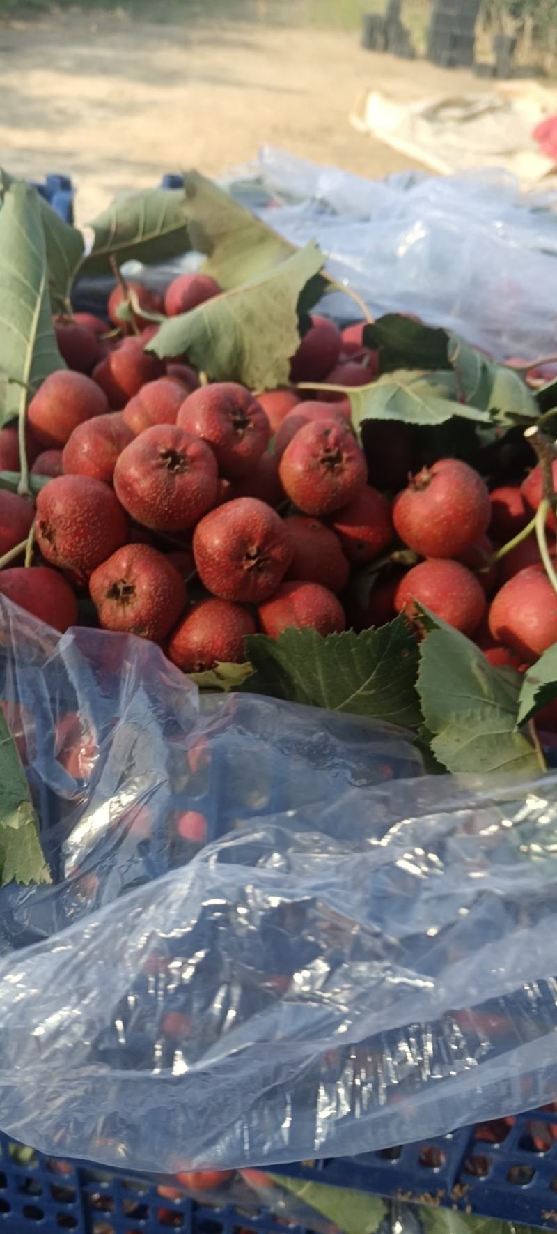 大金星市场商品剪串山楂
