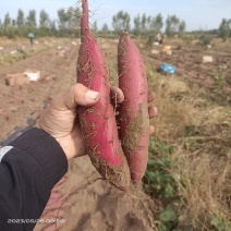 沙地玛莎莉