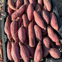 河南周口鹿邑万亩薯地，龙薯红薯蜜薯大量有货自家种植电商