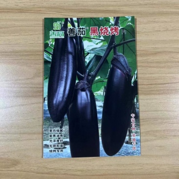 善茄黑烧烤茄子种子烧烤专用抗逆稳产基地用茄子种子质优