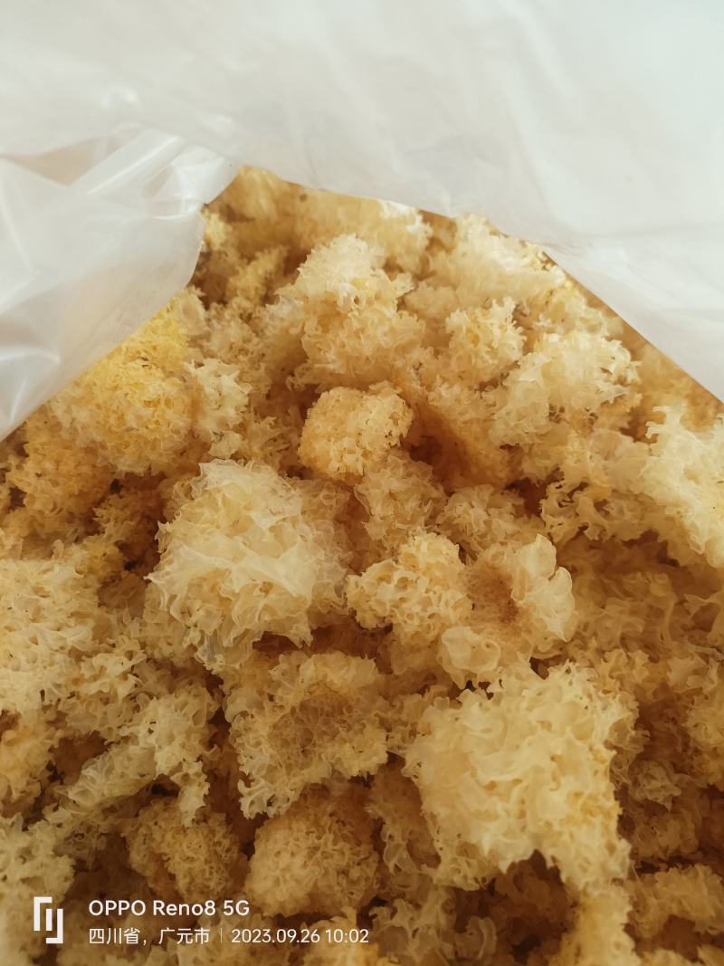 段木银耳