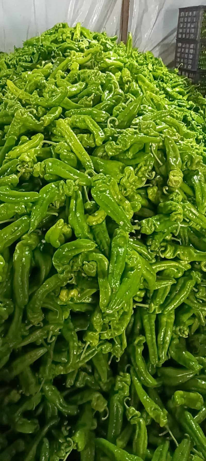万亩大棚301泡椒，货源充足，产地直供，质量保证