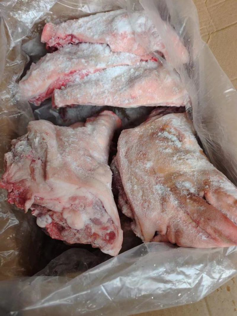山东临沂生猪头品质保证全国发货