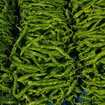 各种辣辣大量上市