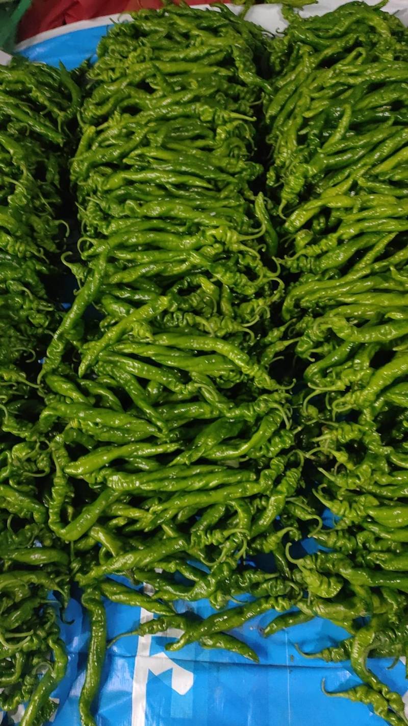 各种辣辣大量上市