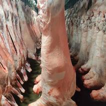 山西朔州精品白条羊大量有货保质保量支持视频看货价格来电详谈