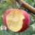 河北红富士苹果口感好高端产品对接全国市场欢迎咨询