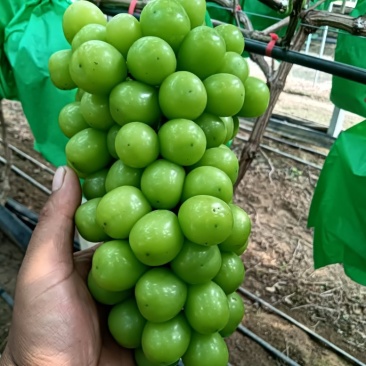 阳光玫瑰葡萄，大量上市了