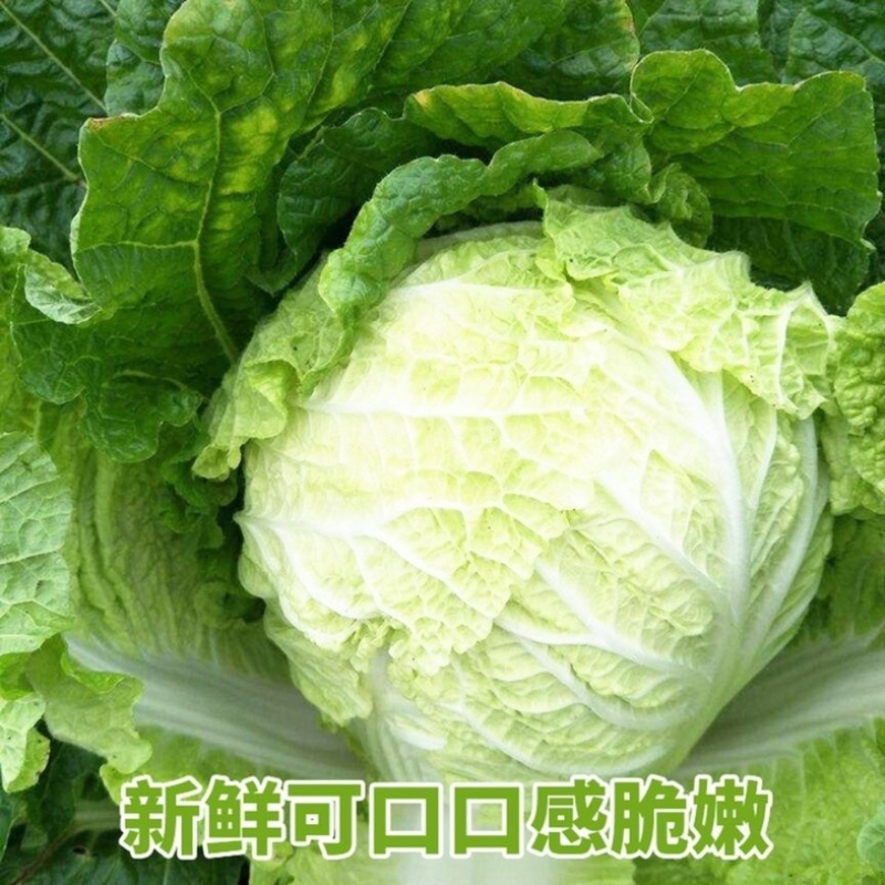 【热卖中】江苏夏阳白菜黄心白菜产地直发保质保量可对接商超