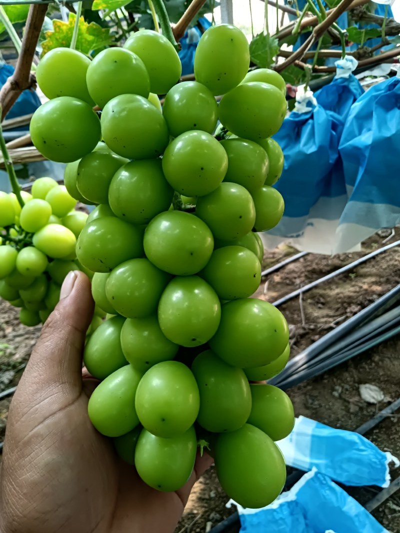 阳光玫瑰葡萄，大量上市了