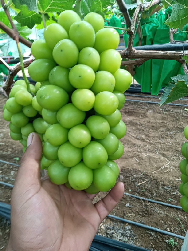 阳光玫瑰葡萄，大量上市了