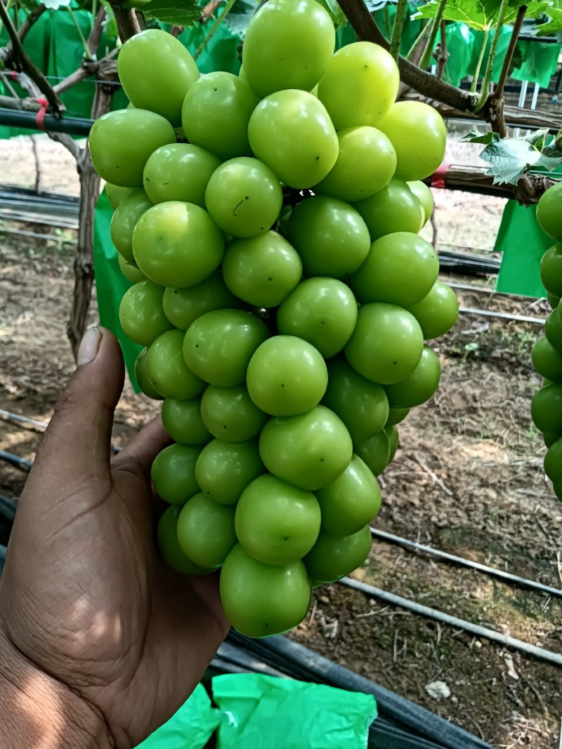 阳光玫瑰葡萄，大量上市了